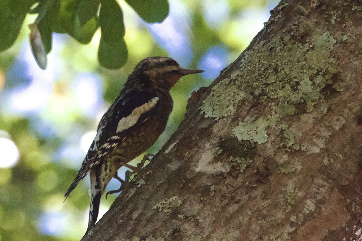 Yellow-bellied Sapsucker - ML645579151