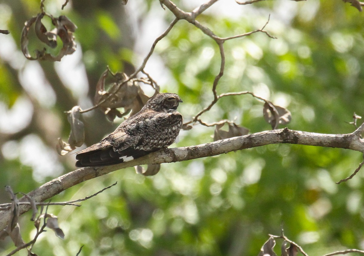 Lesser Nighthawk - ML645579164