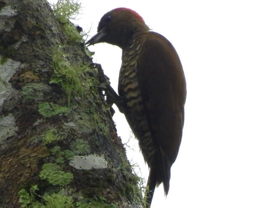 Rufous-winged Woodpecker - ML645579172