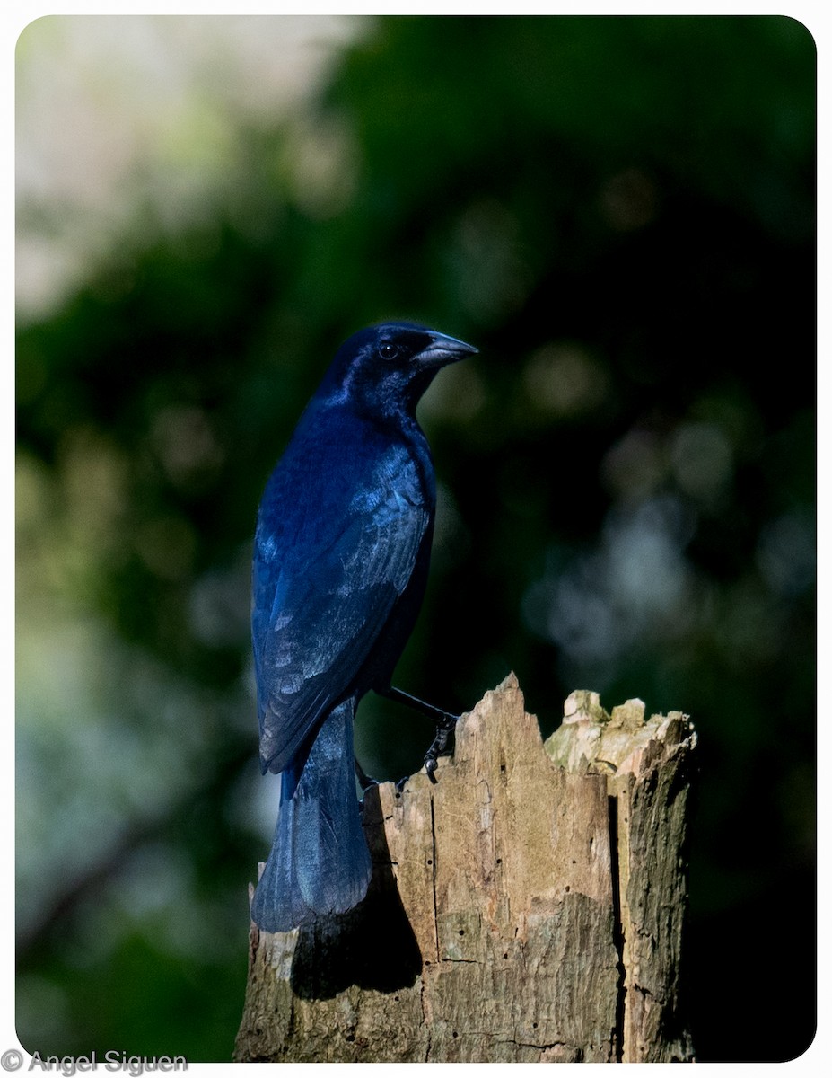 Shiny Cowbird - ML645579174