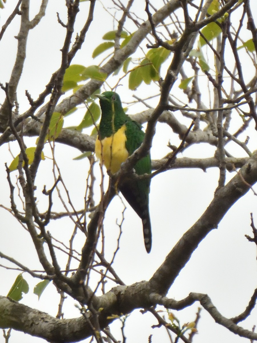 African Emerald Cuckoo - ML645579177