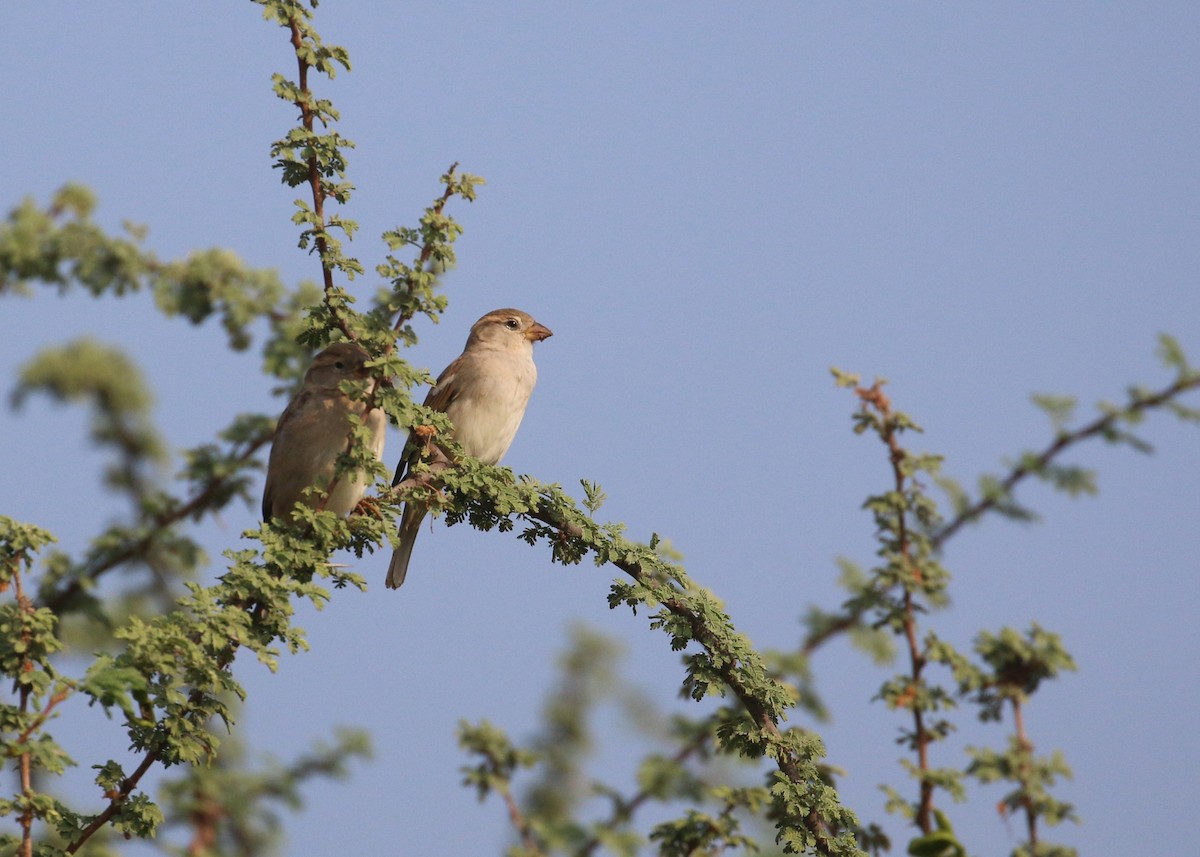 דרור הבית - ML645579183