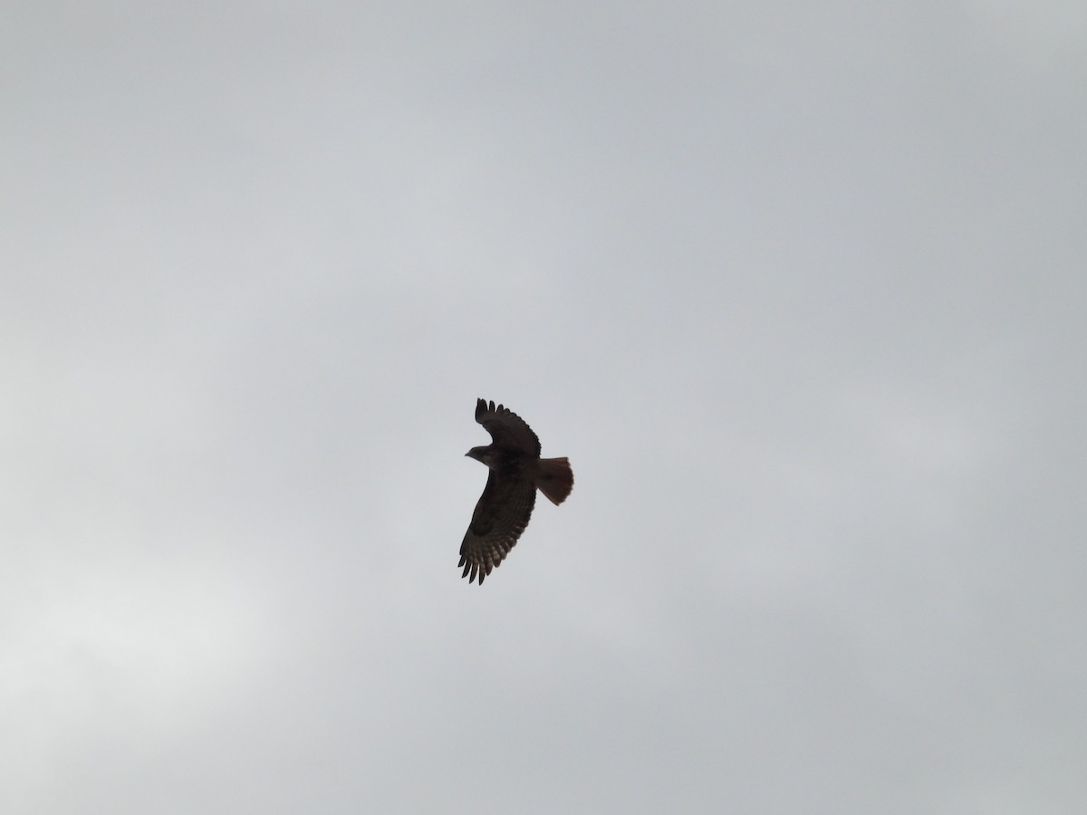 Red-tailed Hawk - ML645579185