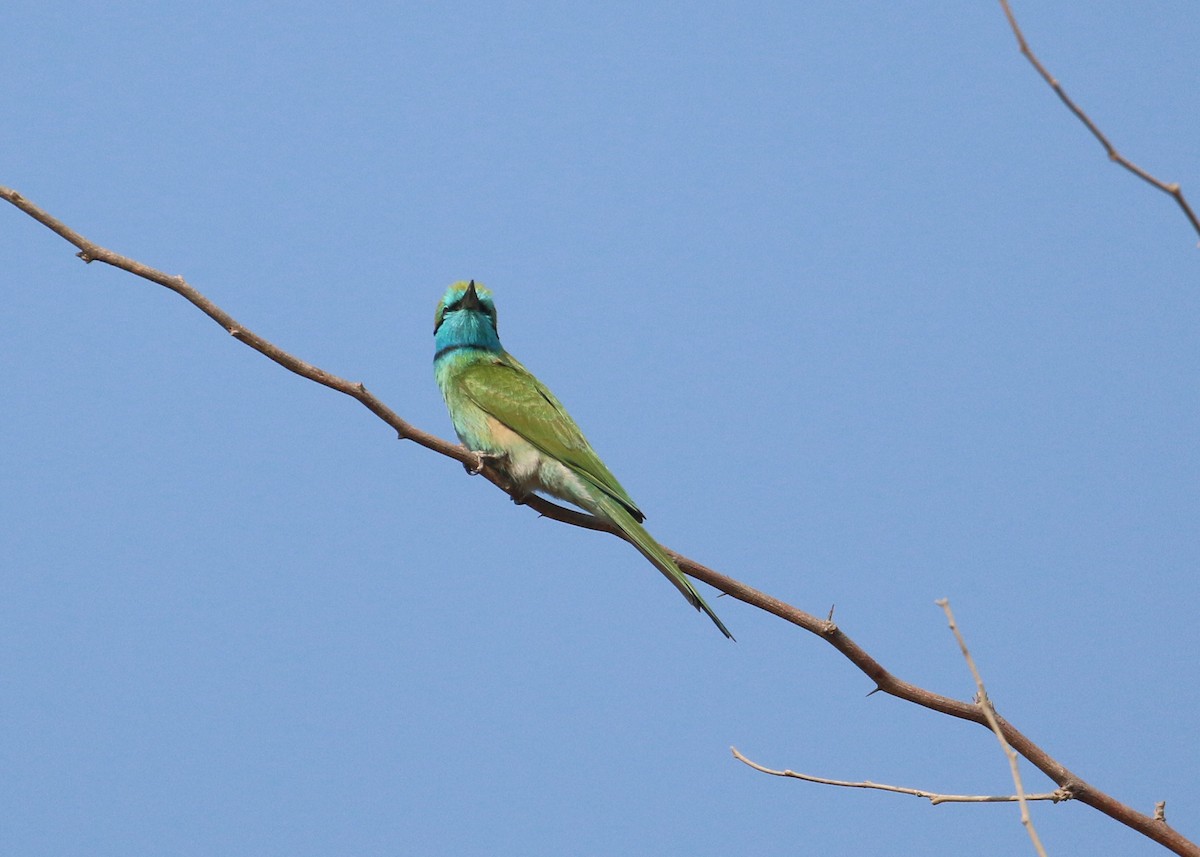 Arabian Green Bee-eater - ML645579187