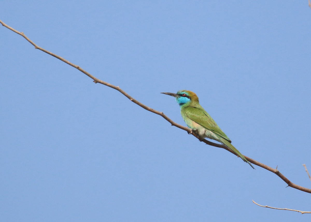 Arabian Green Bee-eater - ML645579188