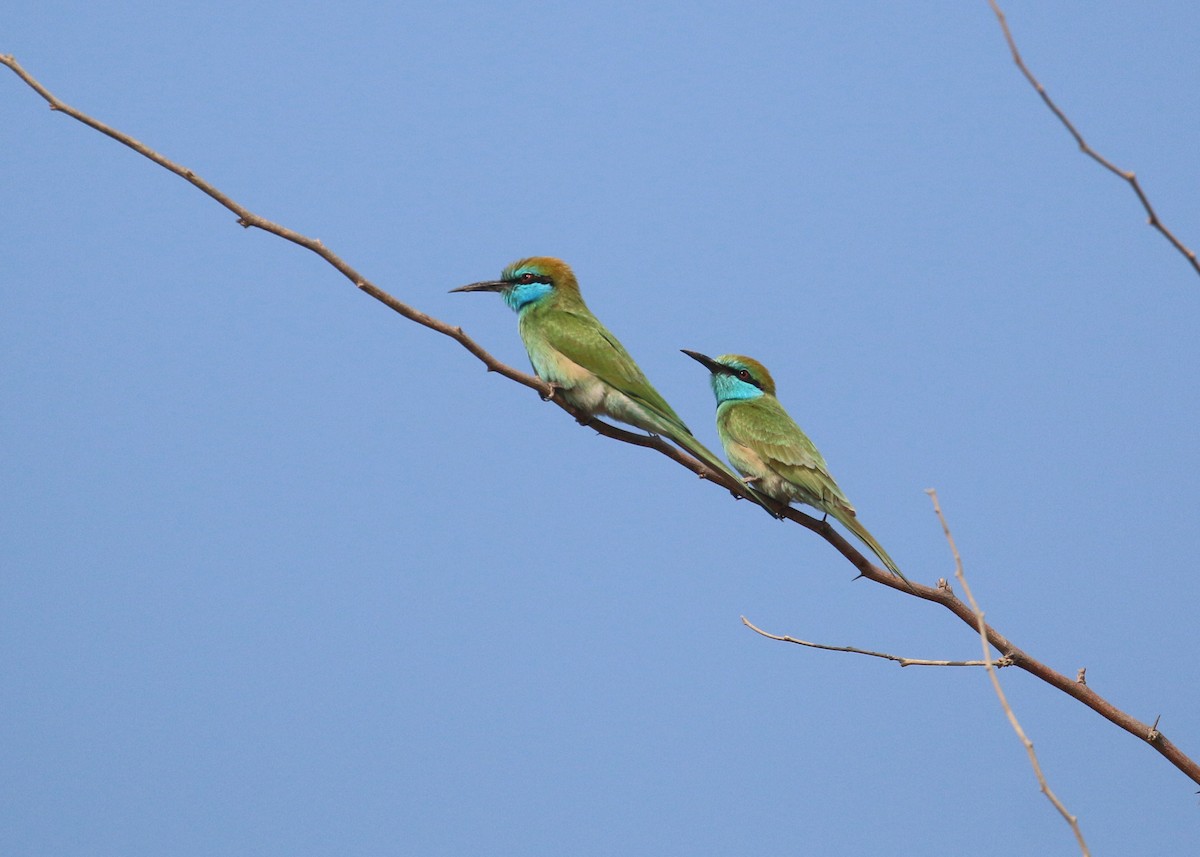 Arabian Green Bee-eater - ML645579189