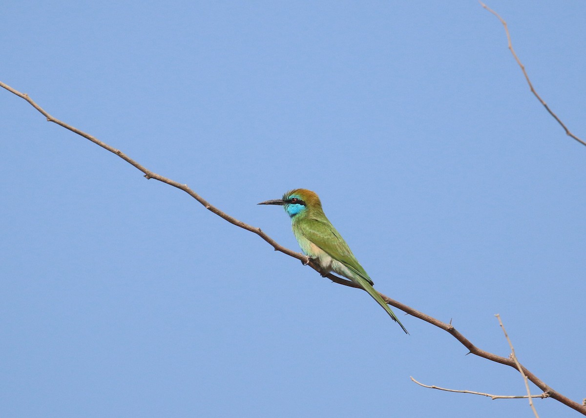 Arabian Green Bee-eater - ML645579190