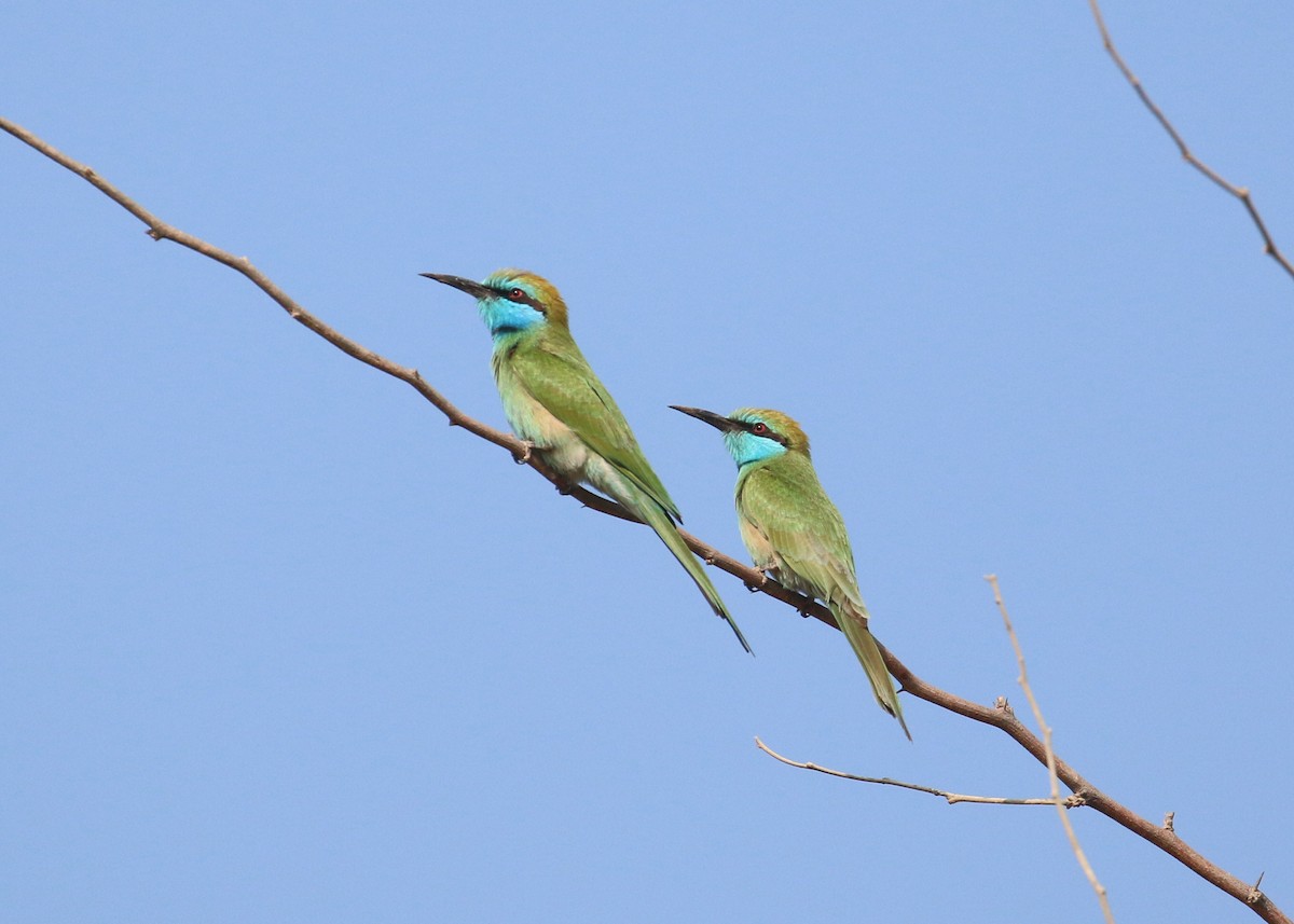 Arabian Green Bee-eater - ML645579191