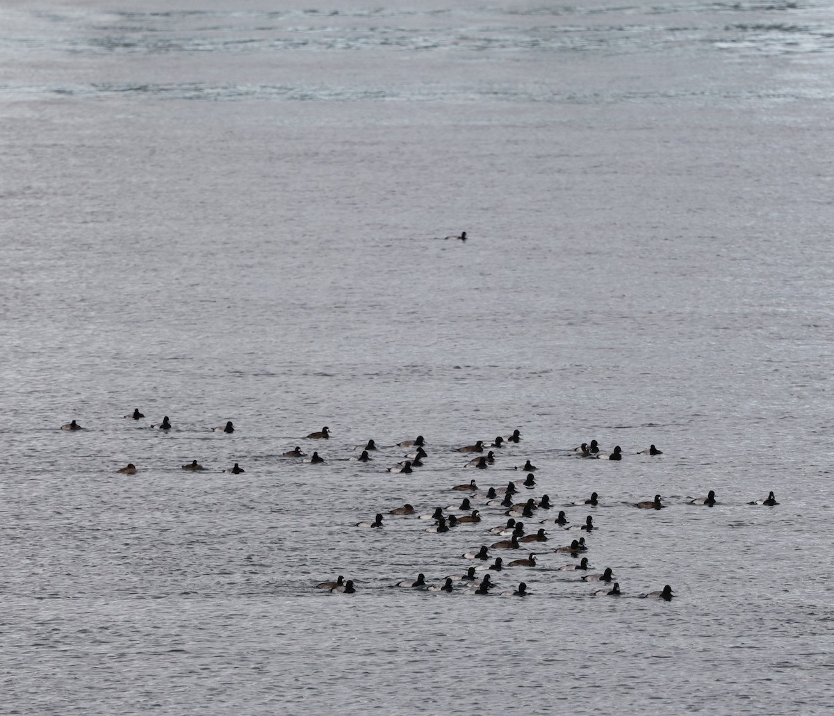 Морская чернеть - ML645579198