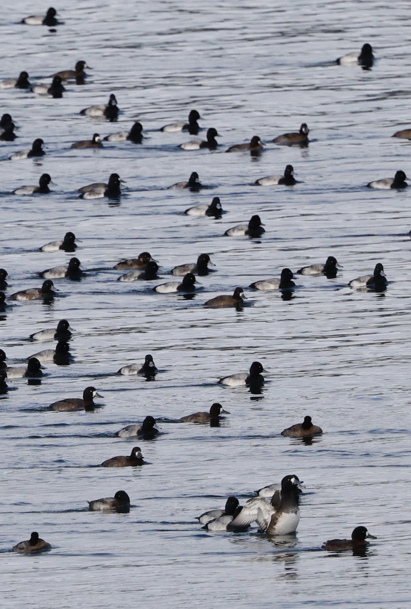 Lesser Scaup - ML645579216
