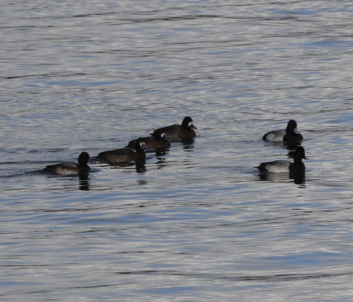 Lesser Scaup - ML645579217
