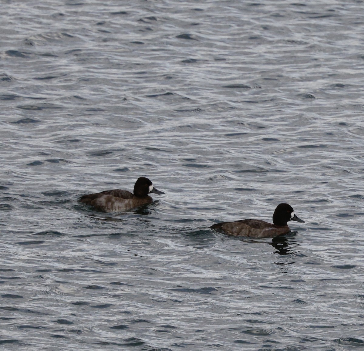 Lesser Scaup - ML645579218