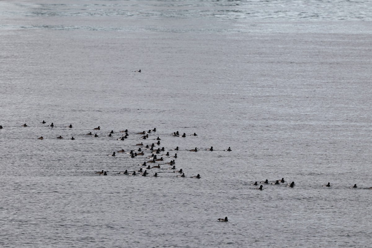 Lesser Scaup - ML645579219