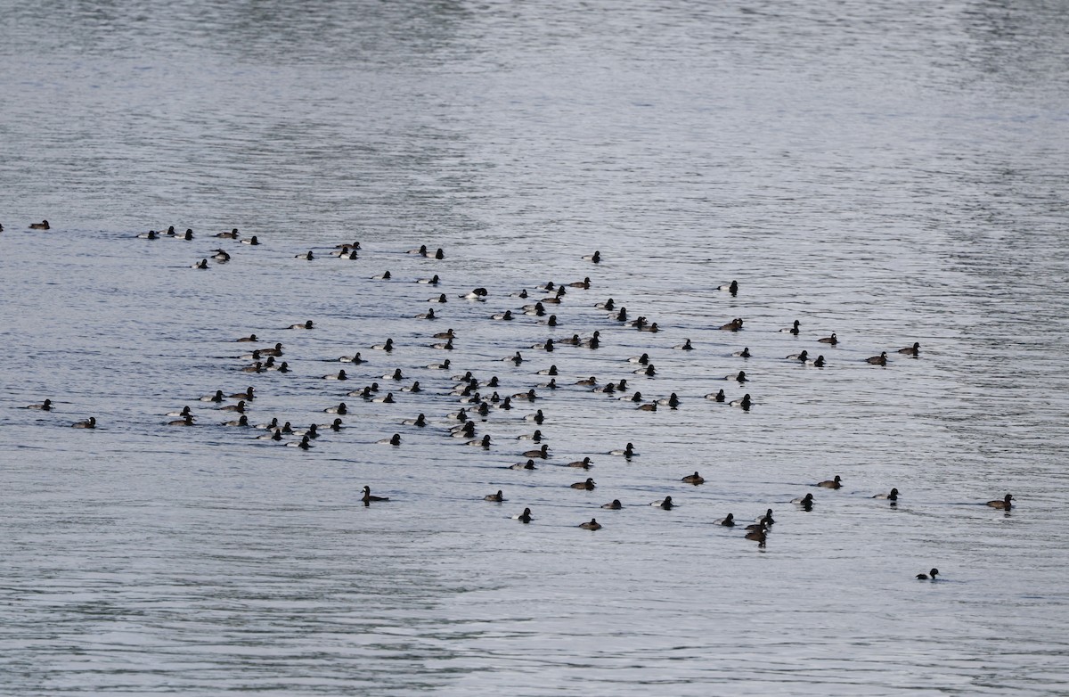 Lesser Scaup - ML645579220