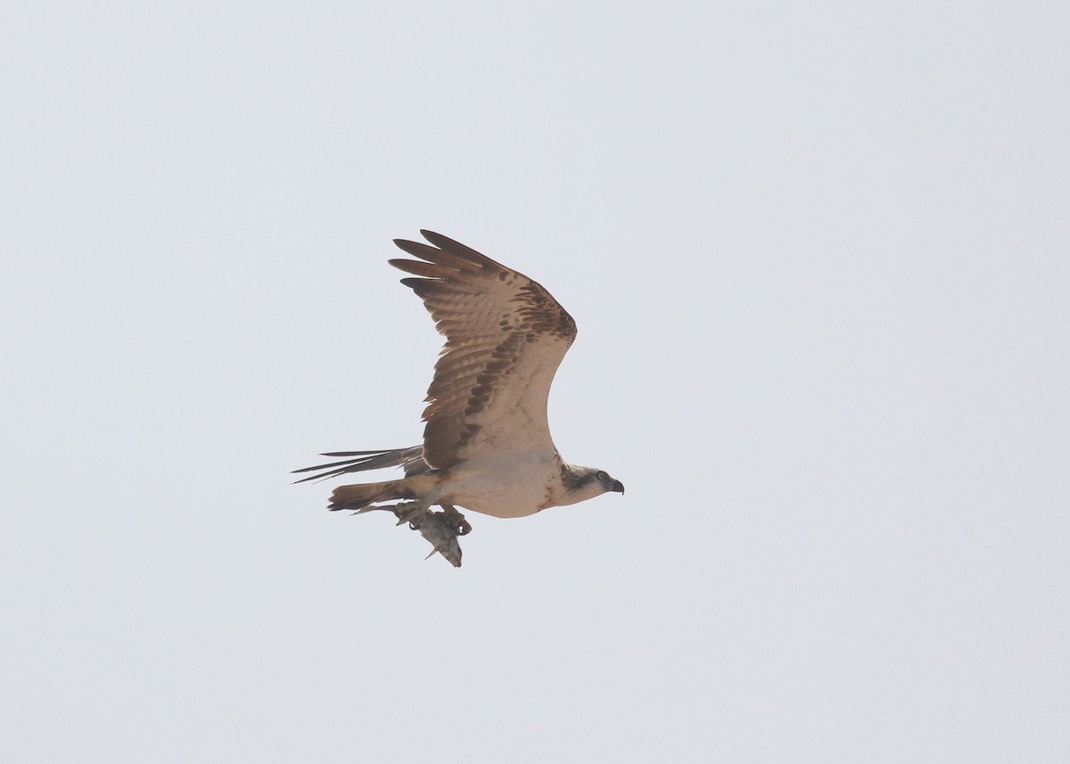 Osprey - ML645579232