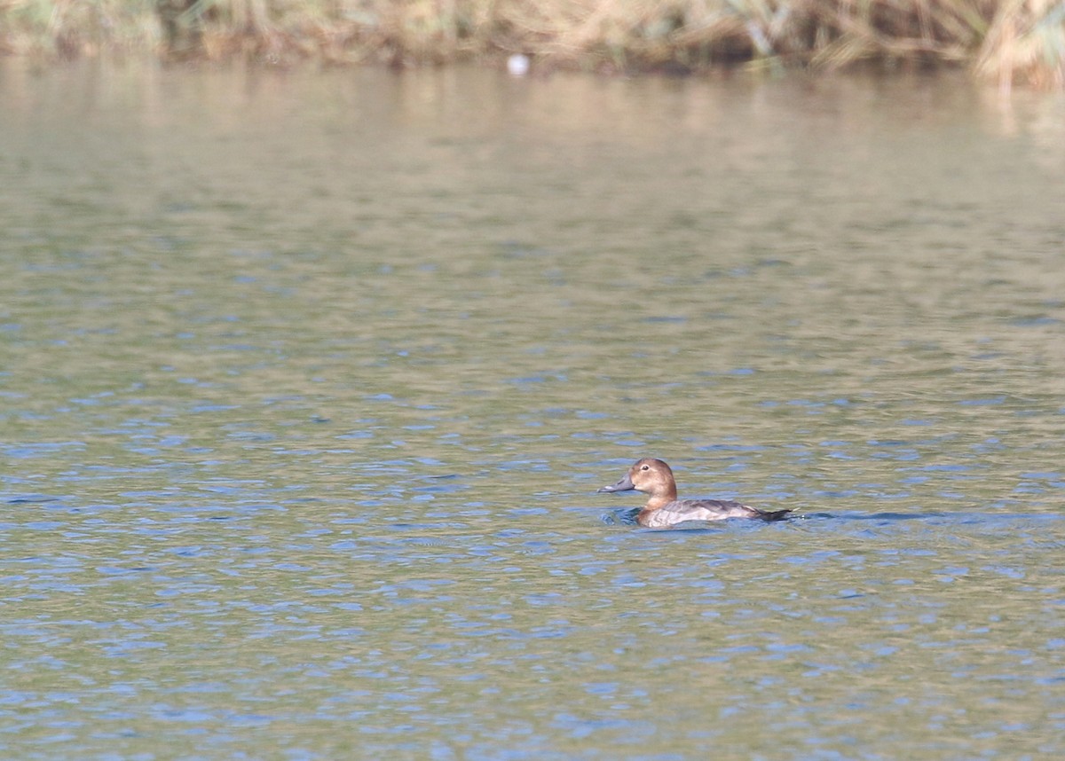 taffeland - ML645579238