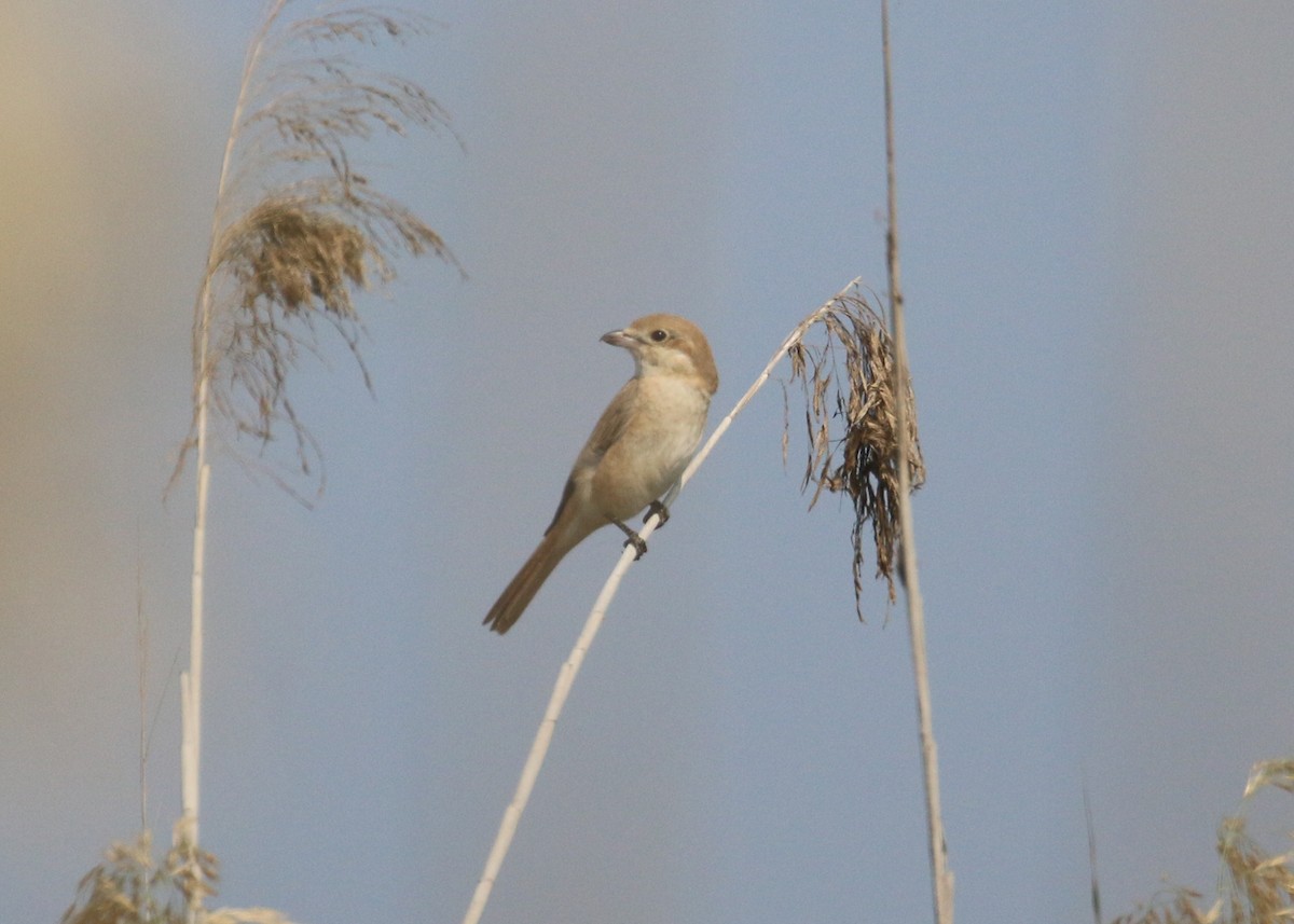 Isabelline Shrike (Daurian) - ML645579250