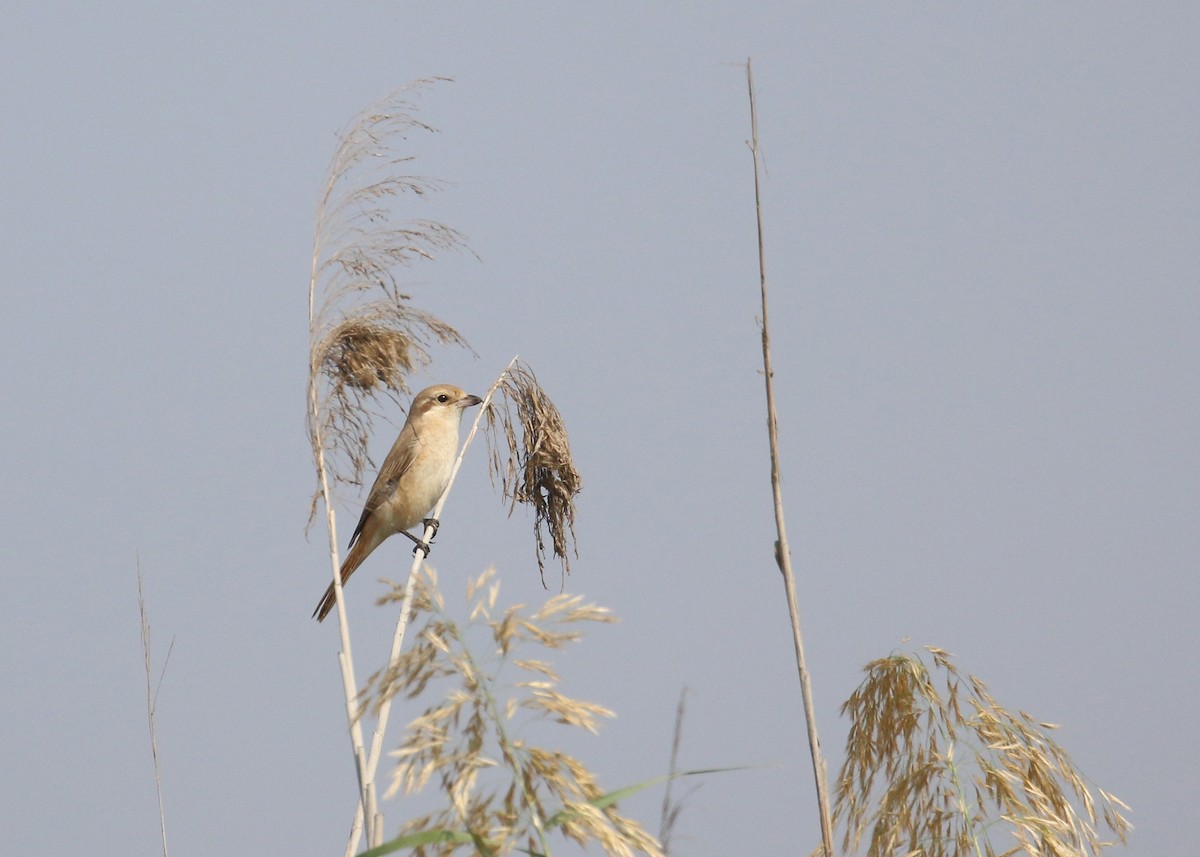 Isabelline Shrike (Daurian) - ML645579251