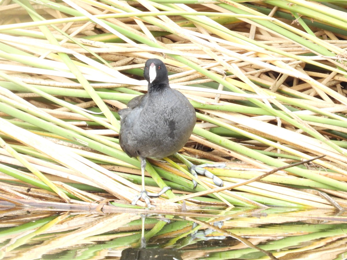 Focha Americana - ML645579252