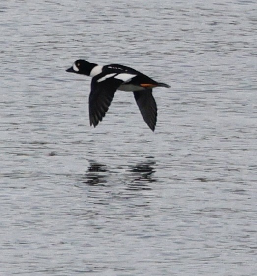 Barrow's Goldeneye - ML645579254