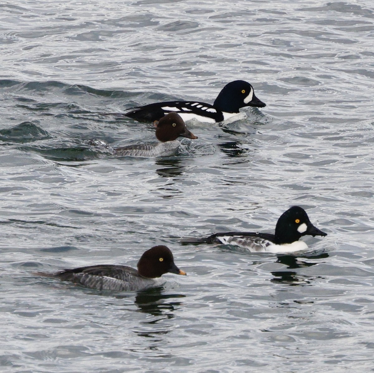 Barrow's Goldeneye - ML645579255