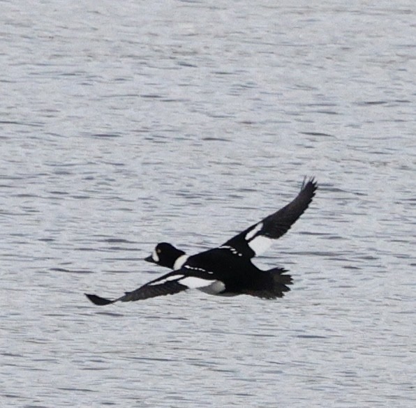 Barrow's Goldeneye - ML645579256