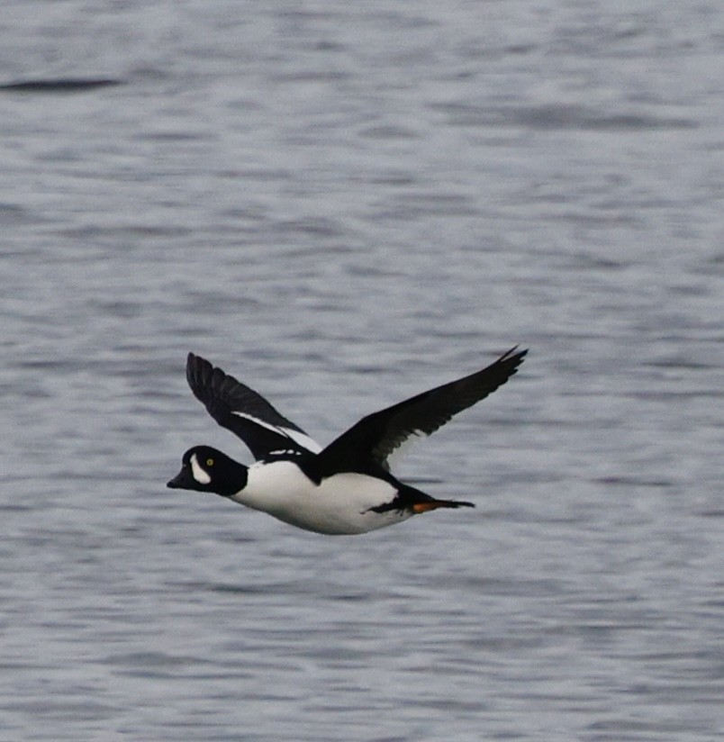 Barrow's Goldeneye - ML645579257