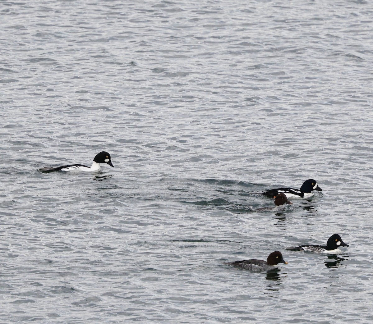 Barrow's Goldeneye - ML645579258