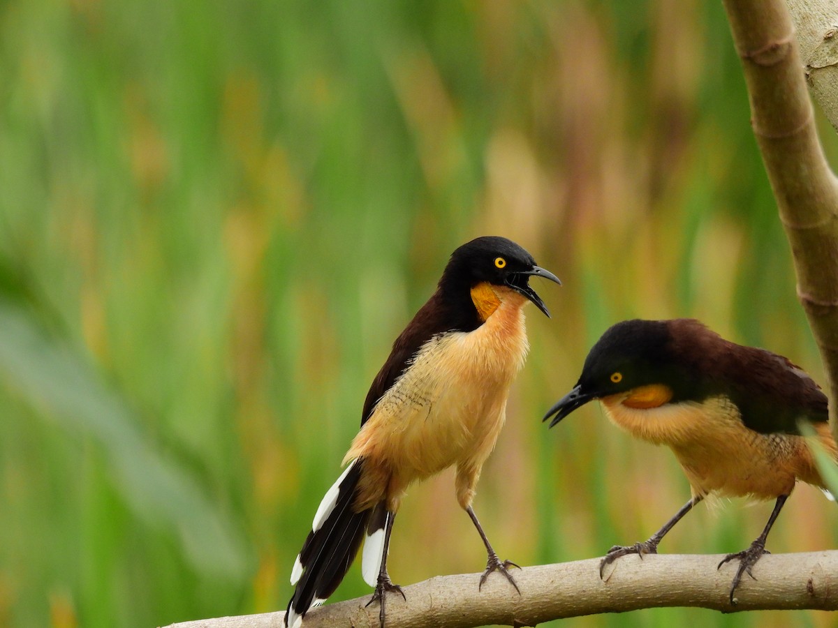 Black-capped Donacobius - ML645579259