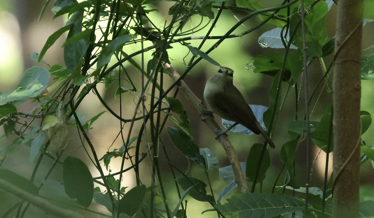 Yucatan Vireo - ML645579263