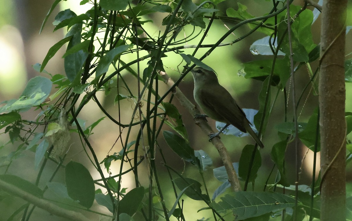 Yucatan Vireo - ML645579264