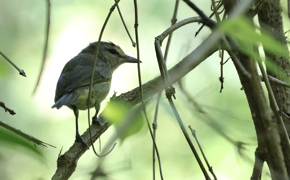 Yucatan Vireo - ML645579265