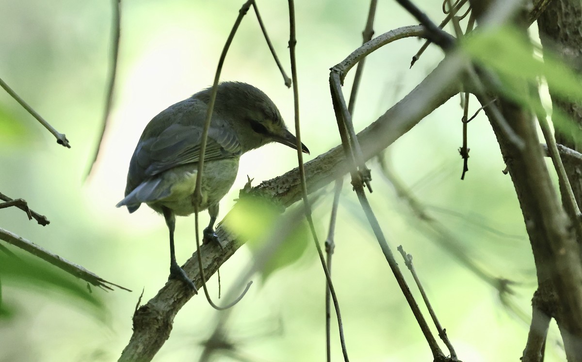 Yucatan Vireo - ML645579266