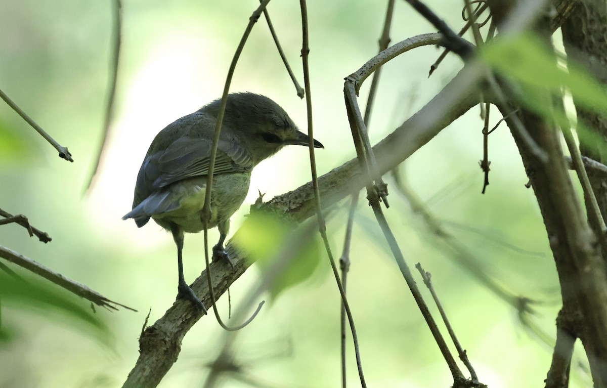 Yucatan Vireo - ML645579267