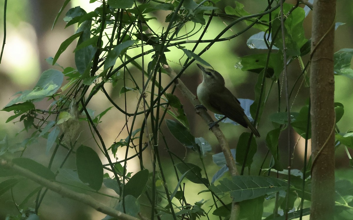 Yucatan Vireo - ML645579268