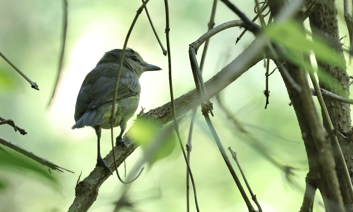 Yucatan Vireo - ML645579269