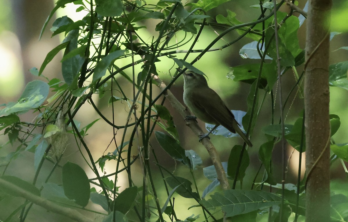 Yucatan Vireo - ML645579270