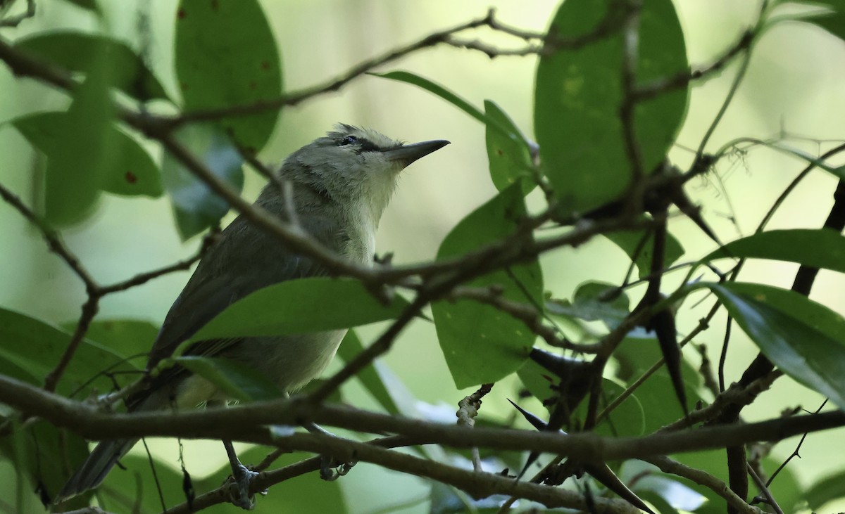 Yucatan Vireo - ML645579271
