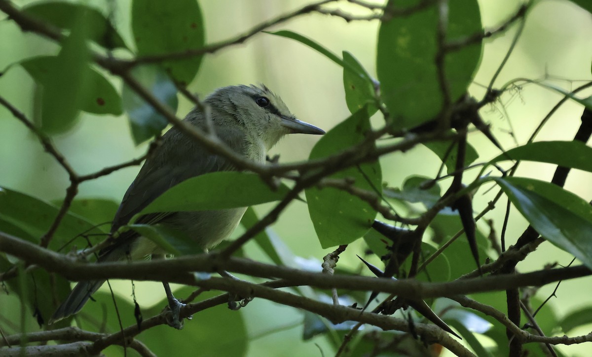 Yucatan Vireo - ML645579272