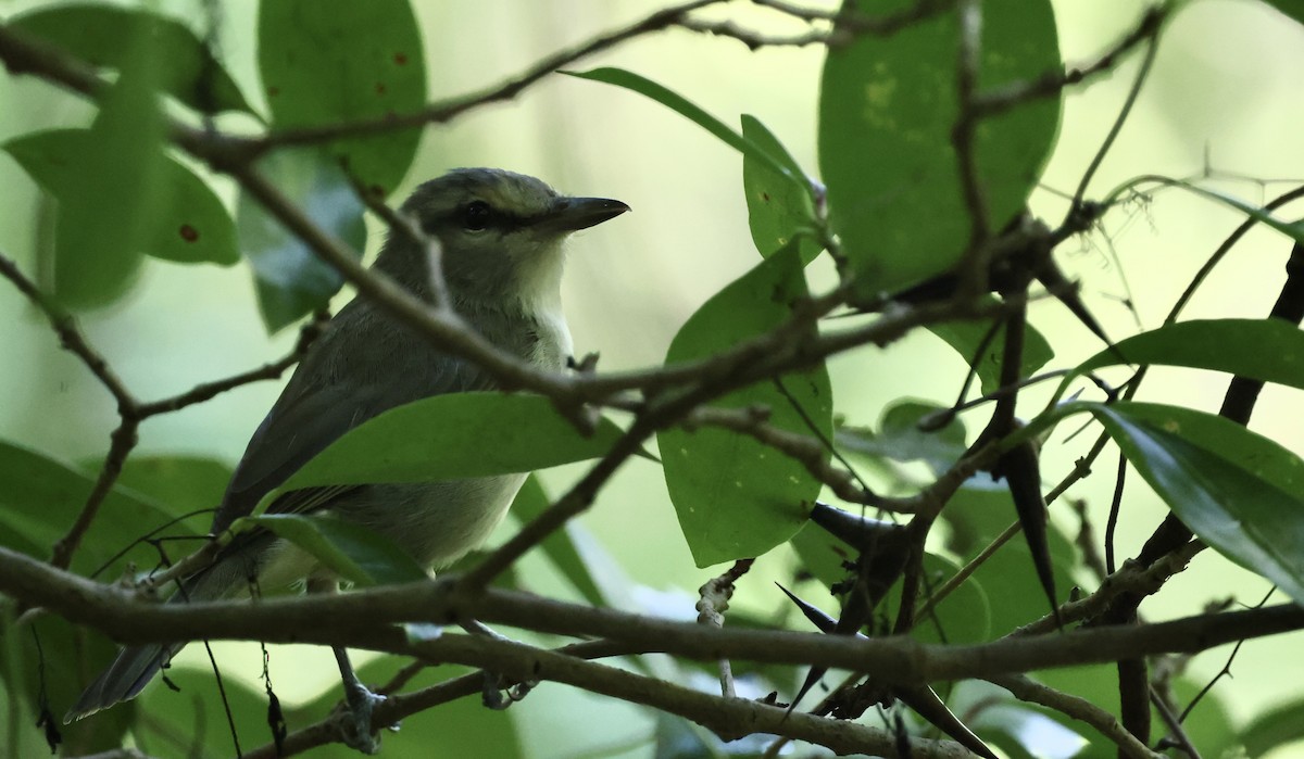 Vireo Yucateco - ML645579273