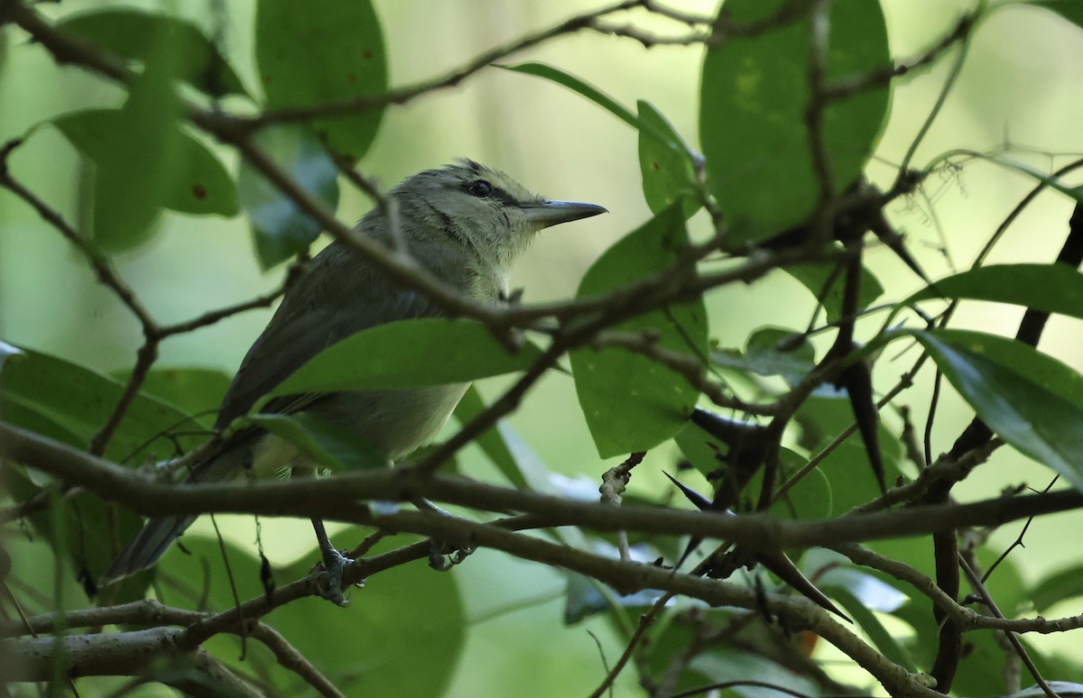 Yucatan Vireo - ML645579274