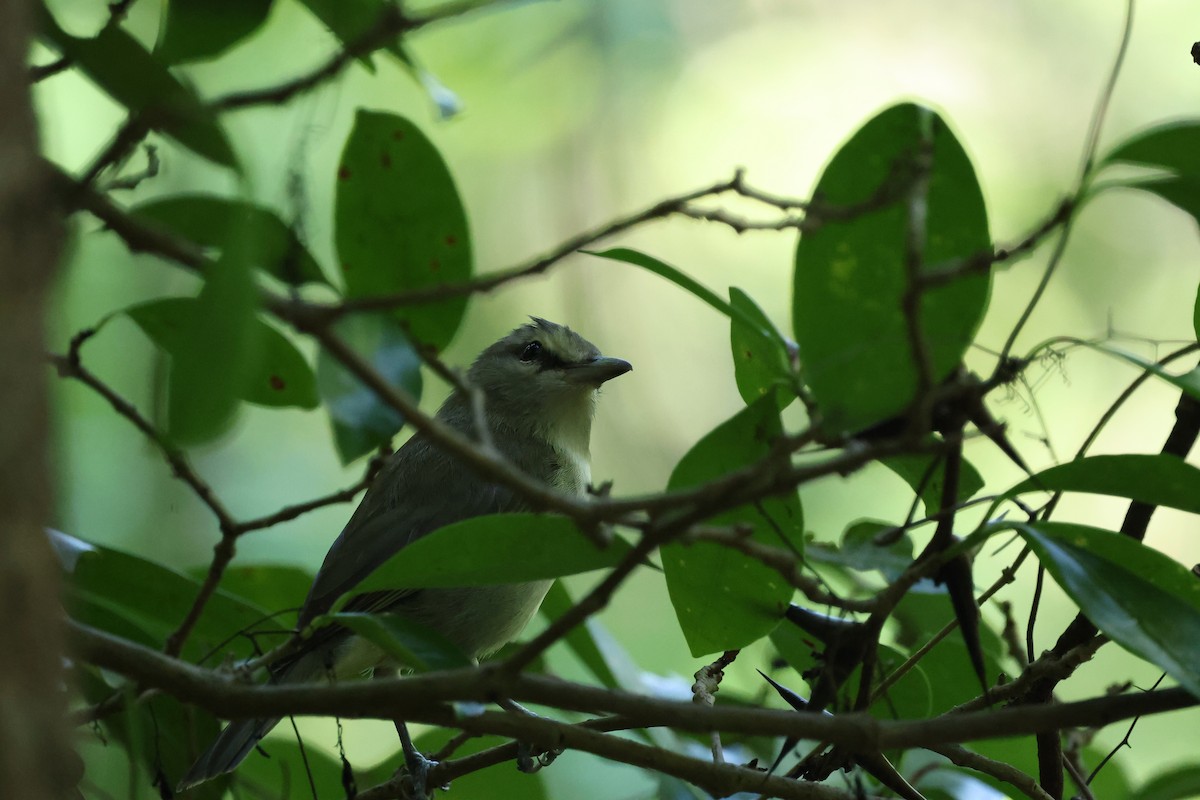 Vireo Yucateco - ML645579276