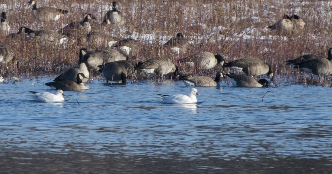 husa bělostná - ML645579277