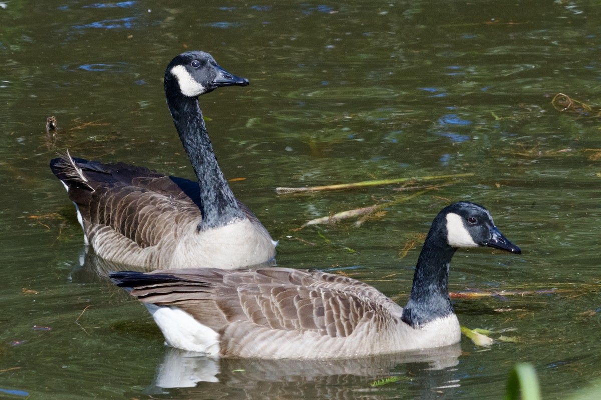 Canada Goose - ML645579282