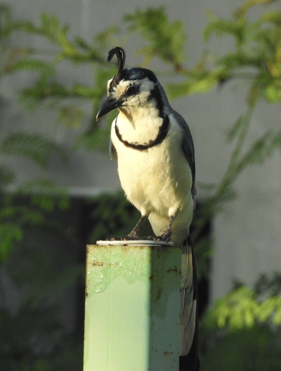 White-throated Magpie-Jay - ML645579283