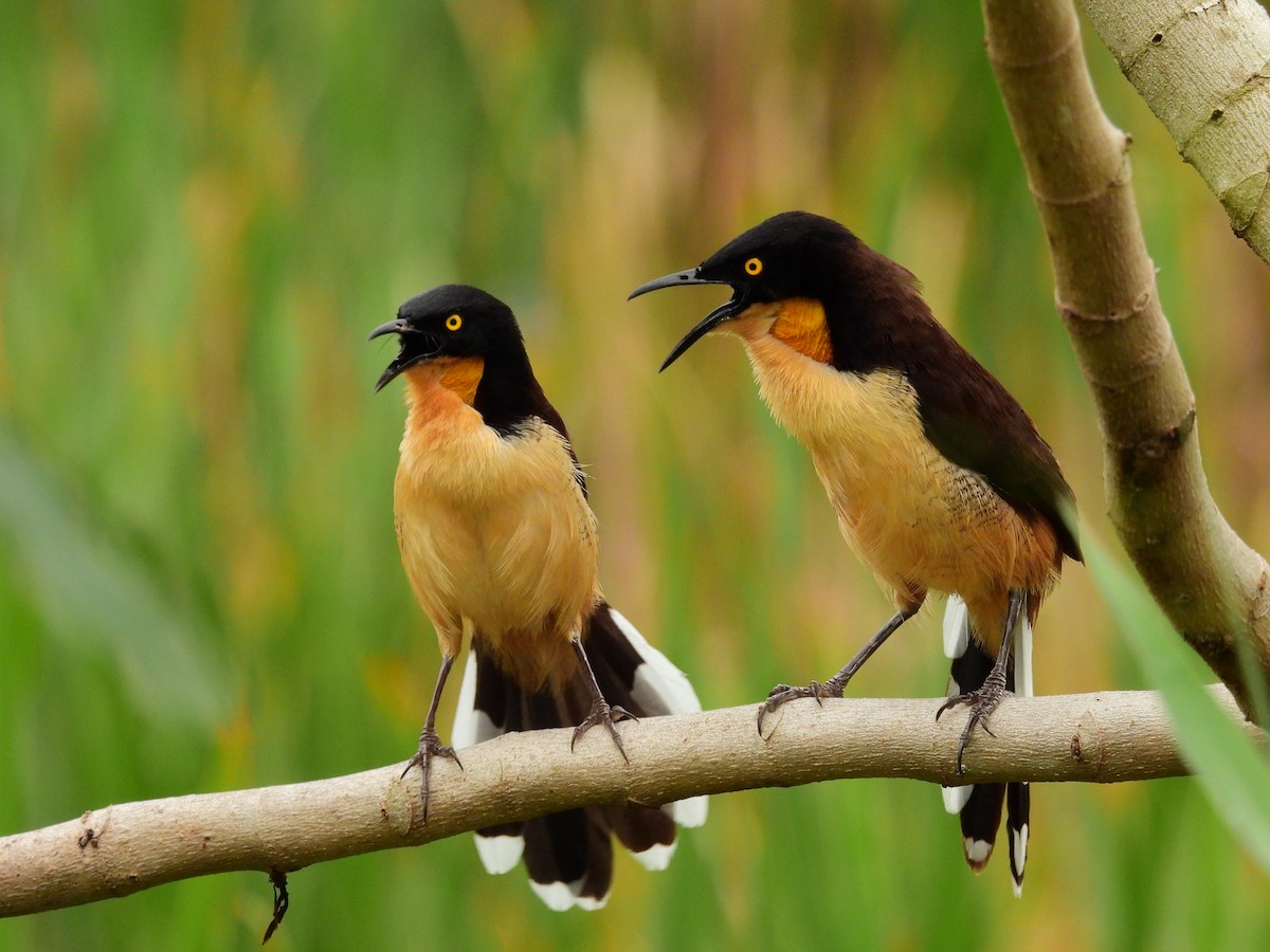 Black-capped Donacobius - ML645579287