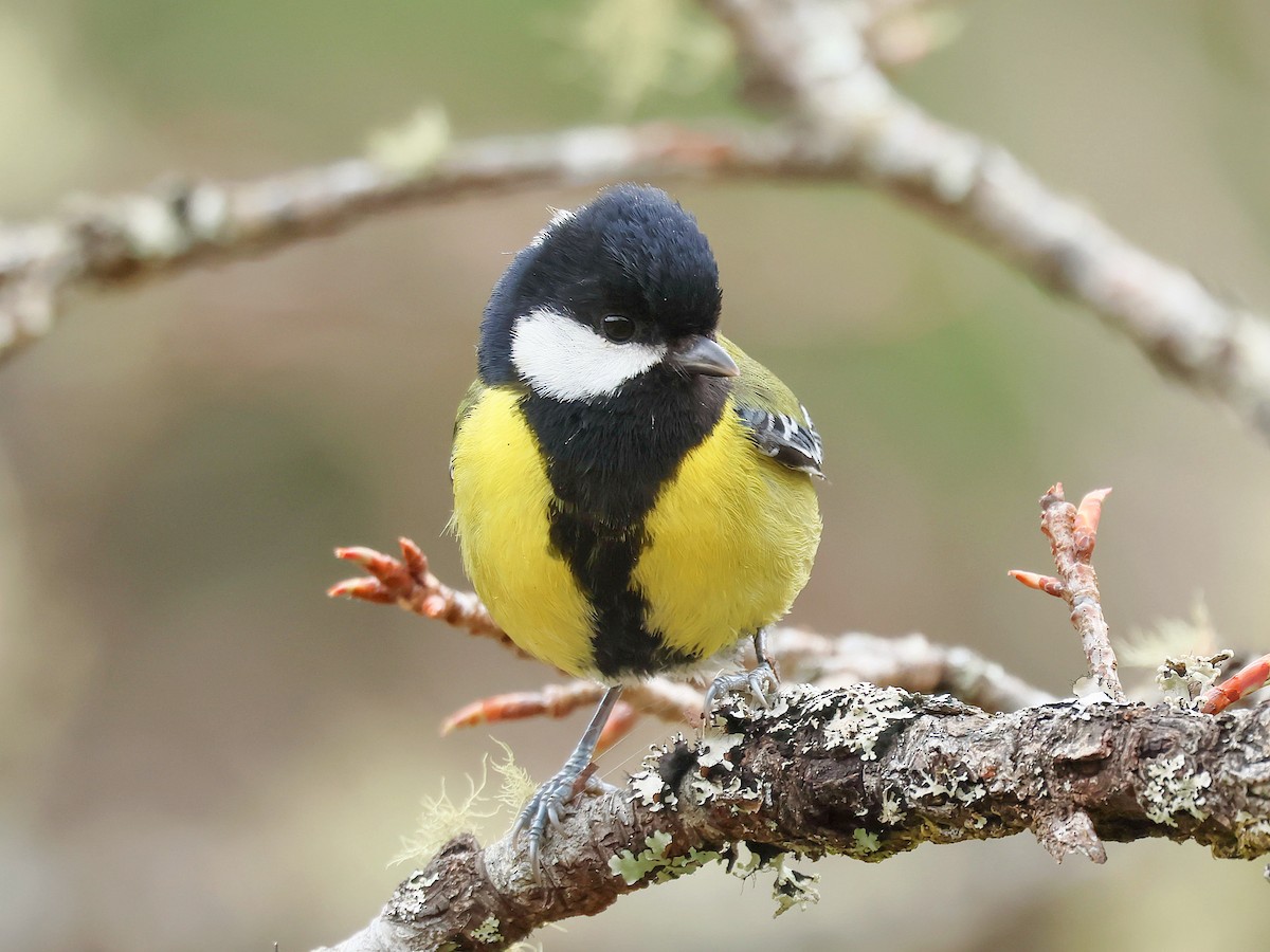 Green-backed Tit - ML645579295