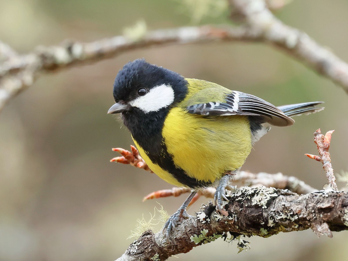 Green-backed Tit - ML645579296