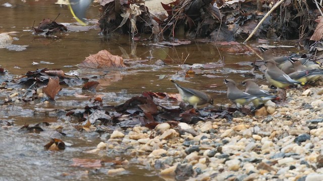 Sedir İpekkuyruğu - ML645579299