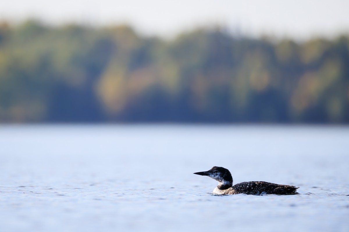 Buz Dalgıcı - ML645579301